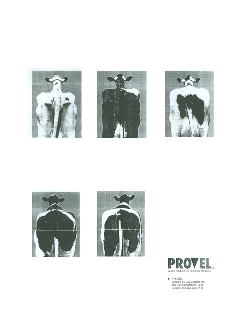 Provel Body Condition Scoring | PDF