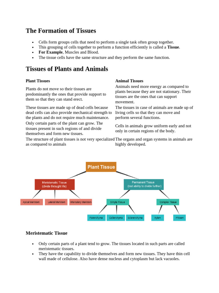 Tissues Notes Class Ix | PDF | Tissue (Biology) | Leaf