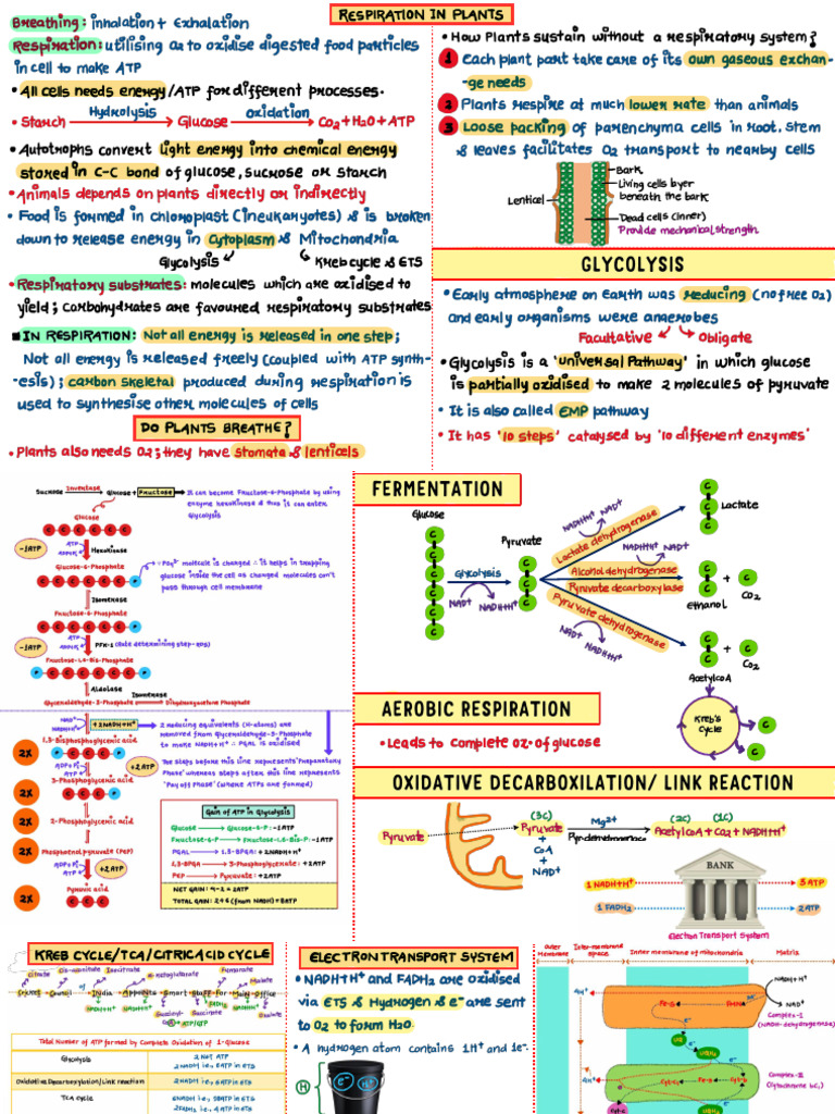 Respiration in Plants | PDF