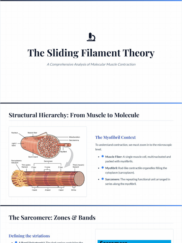 Sliding Filament Theory - Detailed | PDF
