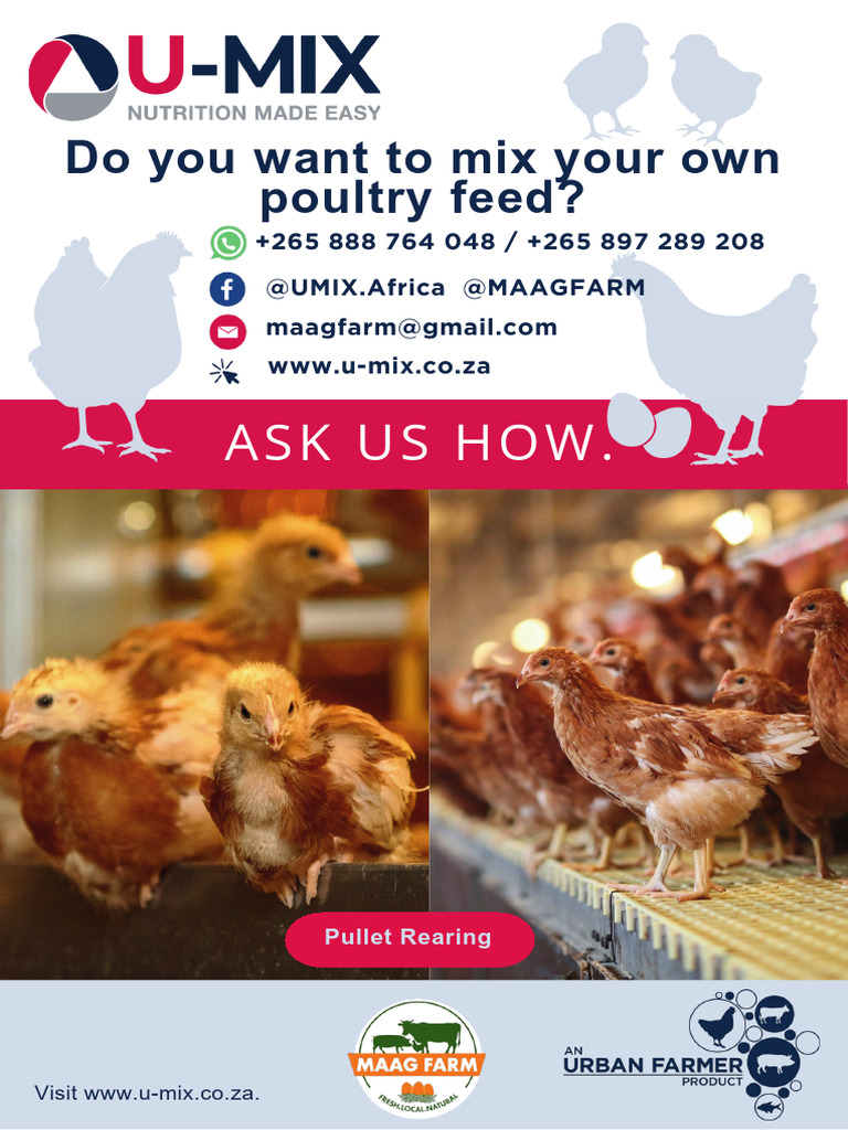 HQ-15397 U-MIX Pullet Rearing - Flyer | PDF | Domesticated Birds | Foods