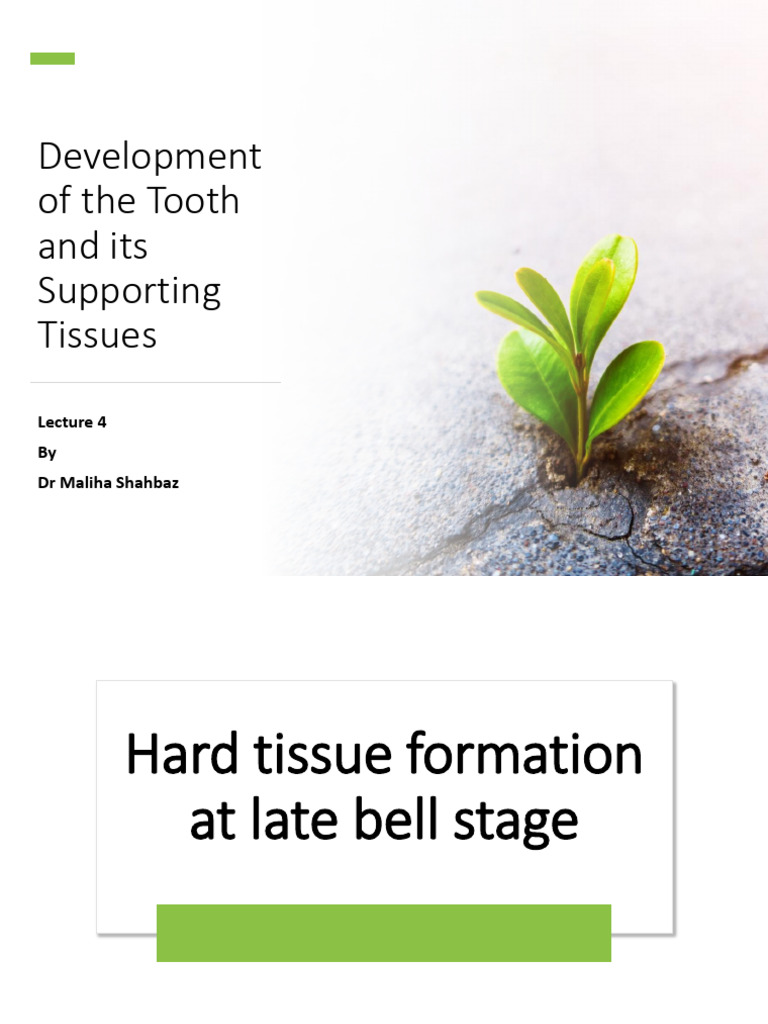 CHP 5 Tooth Development 2 - Lecture 4 | PDF | Human Tooth | Dental Anatomy