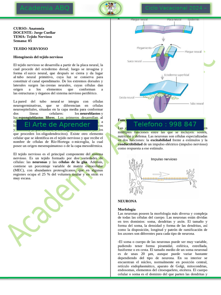 Sistema Nervioso 1 | PDF | Sinapsis | Neurona