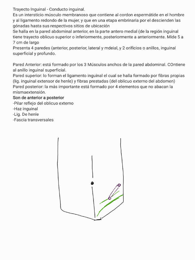 Trayecto Inguinal 260316 054532 | PDF
