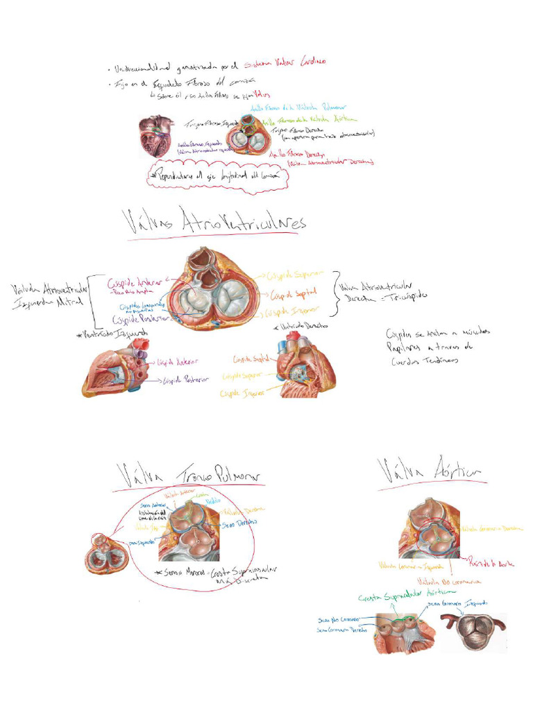 Sistema Valvar Cardiaco | PDF