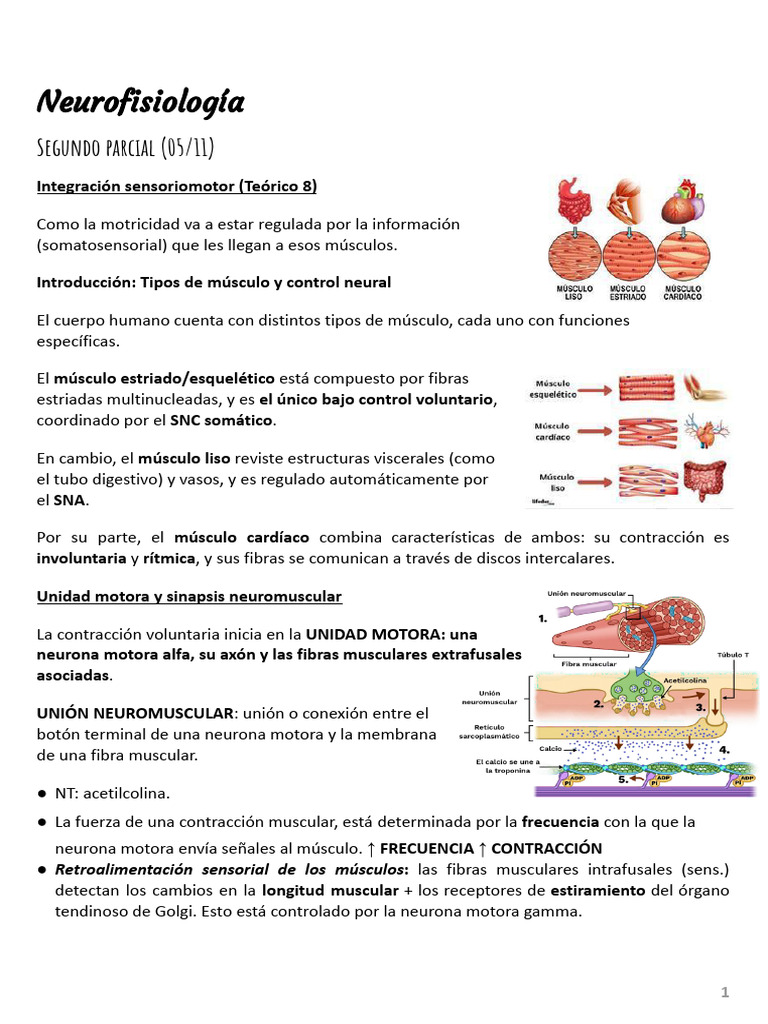 Resumen 2do Parcial Neuro | PDF | Sinapsis | Músculo