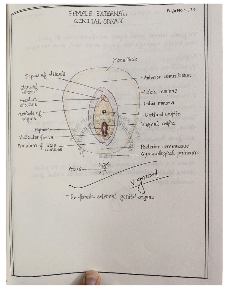 Anatomy Diagram | PDF