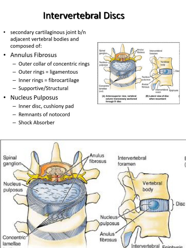 Thorax Lecture - 2 - Intercostal Spaces and Diaphragm | PDF