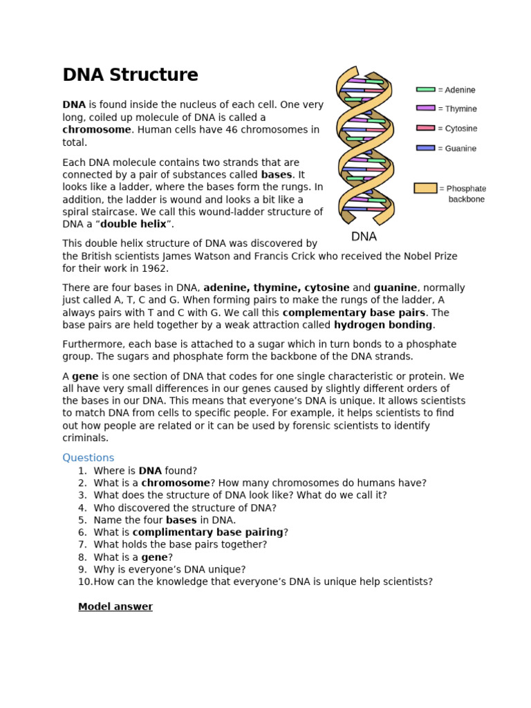 Reading Task DNA Structure | PDF | Dna | Base Pair