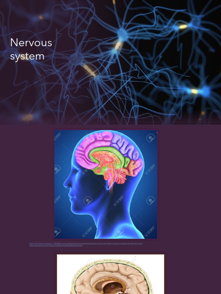 The Nervous System CBN | PDF | Neuron | Nervous System