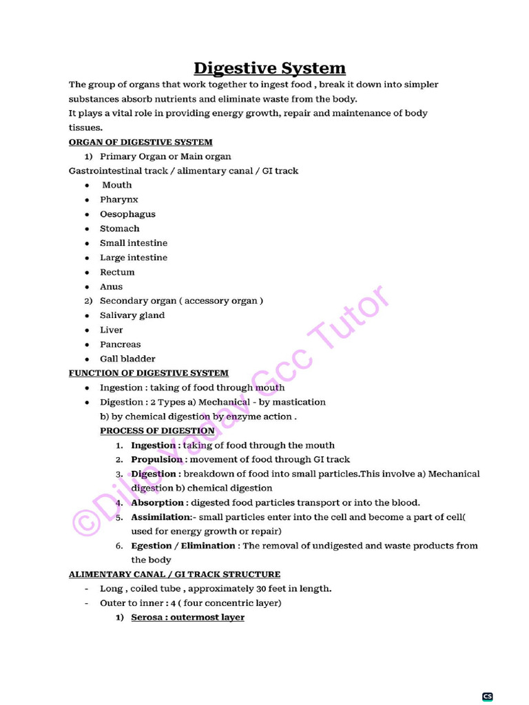 Digestive System Anatomy PDF | PDF