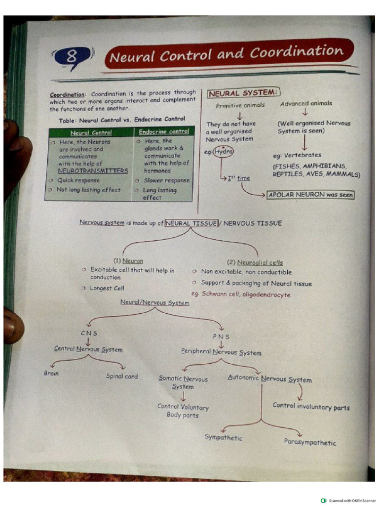 Neural Control and Chemical Control 2 | PDF