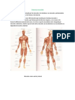 Sistema Muscular 