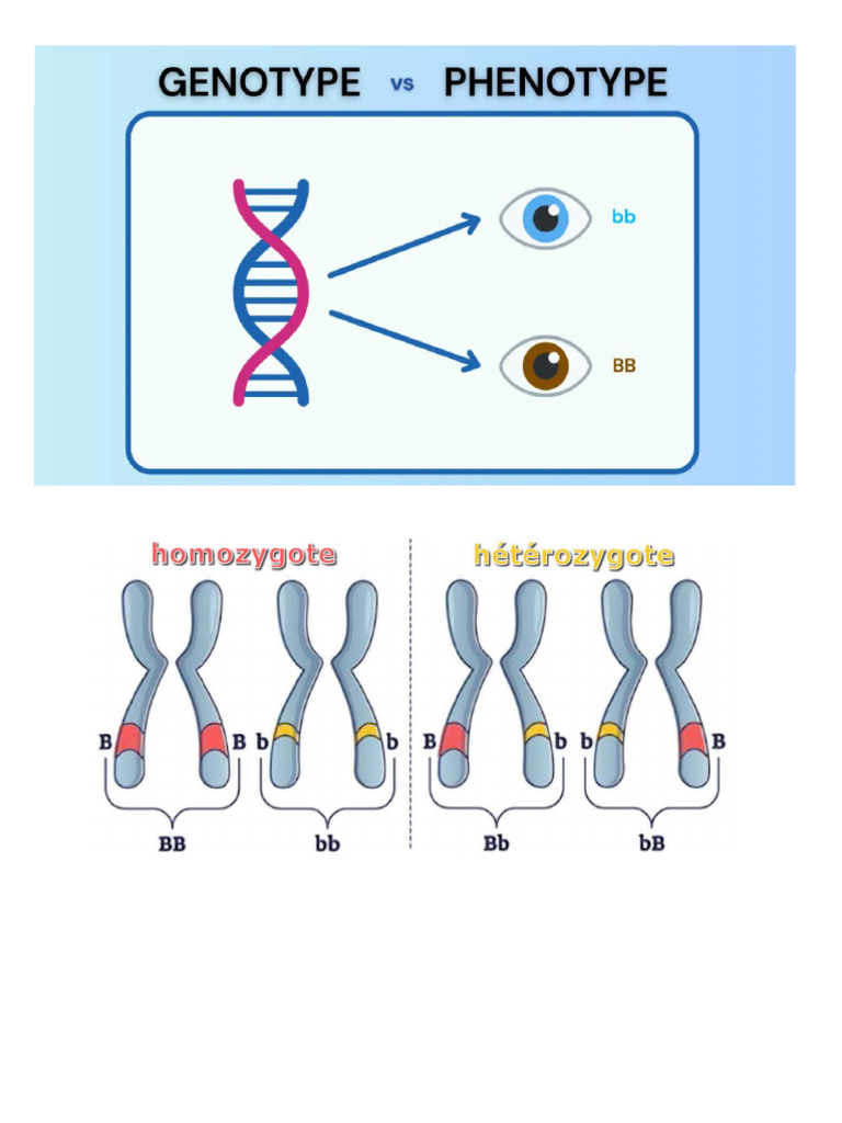 Genotypes, Alleles, Et Mutations | PDF