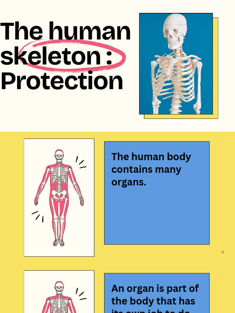 The Human Skeleton Protection | PDF