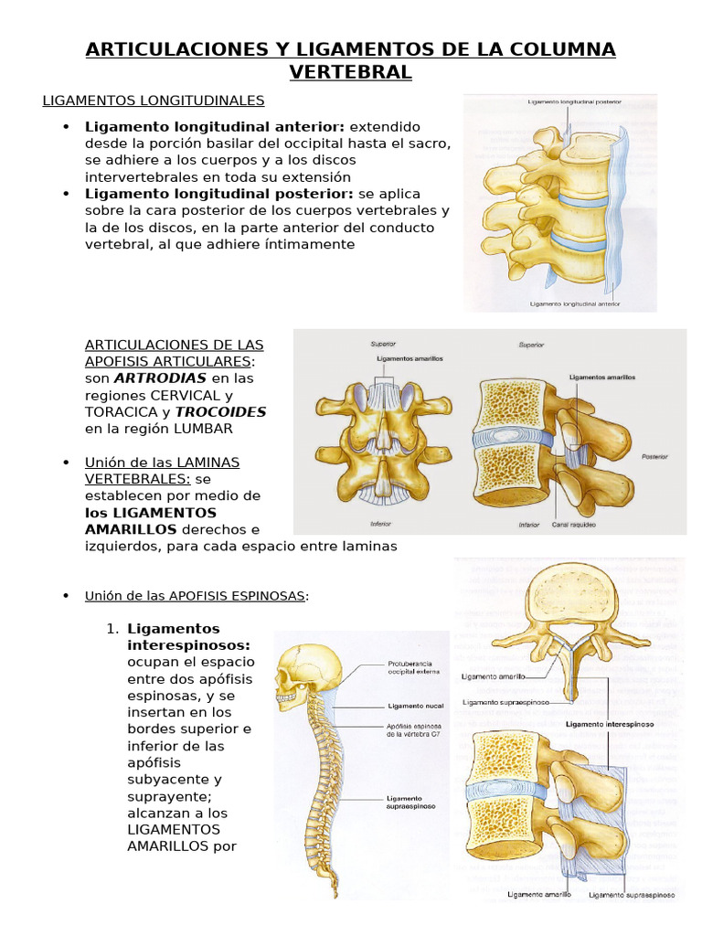 Articulaciones y Ligamentos de La Columna Vertebral | PDF ...