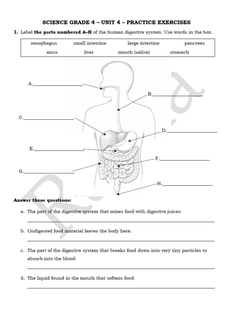 (Answer) SCI - GRADE 4 - Unit 4 Practise | PDF