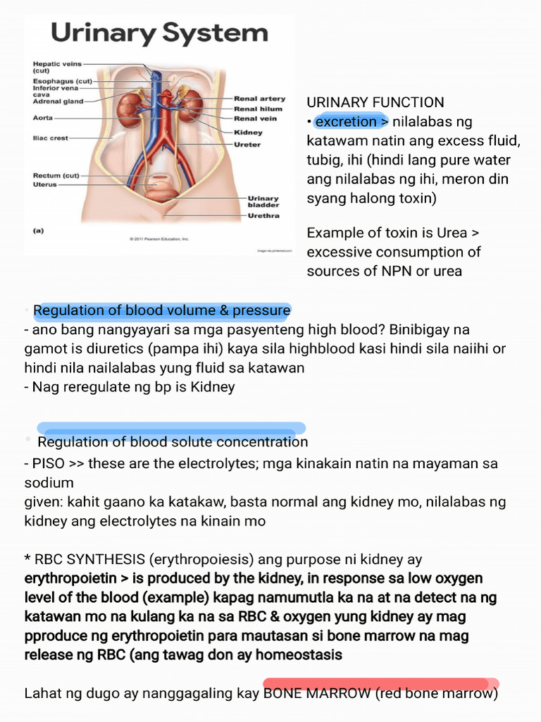 Urinary System - 260330 - 104928 | PDF