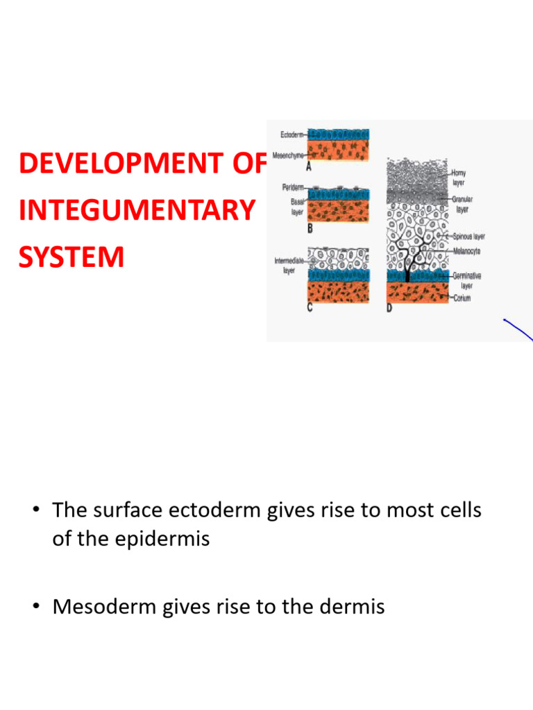 4.9.1.development of Integumentary System | PDF | Skin | Epidermis