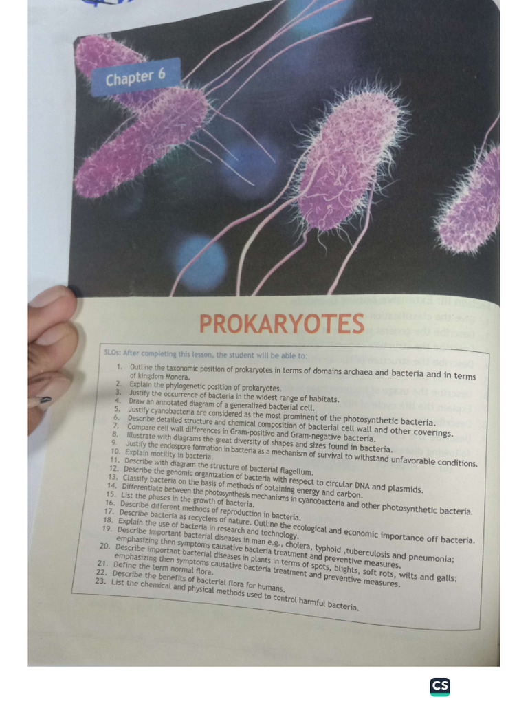 Prokaryotes | PDF