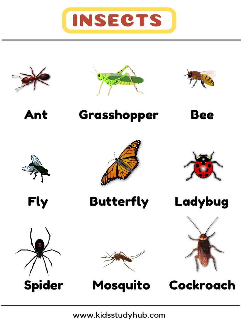 Insects Chart | PDF