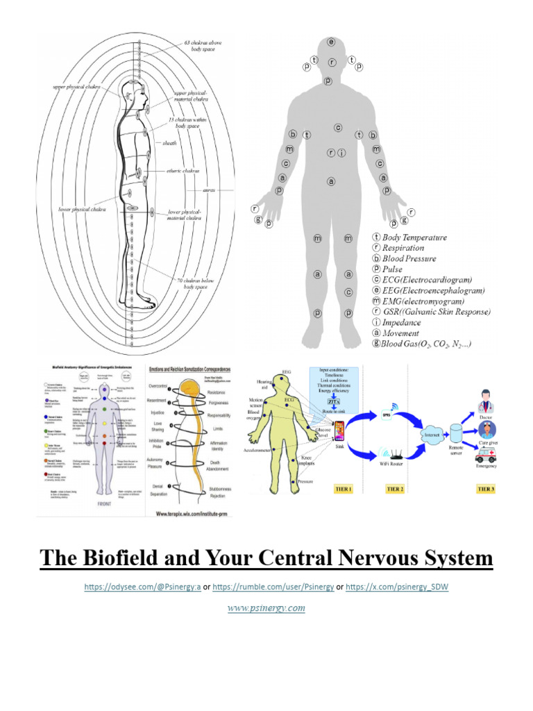 Biofieldcnspdf | PDF | Central Nervous System | Nervous System