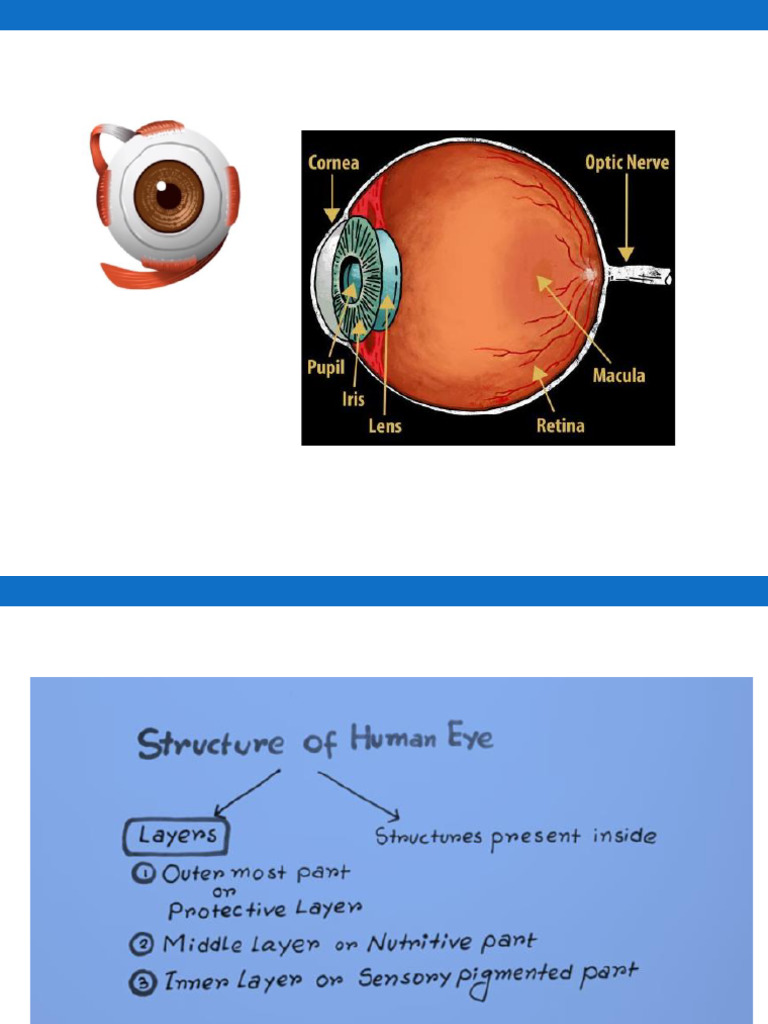 Structure of Eye | PDF | Eye | Camera