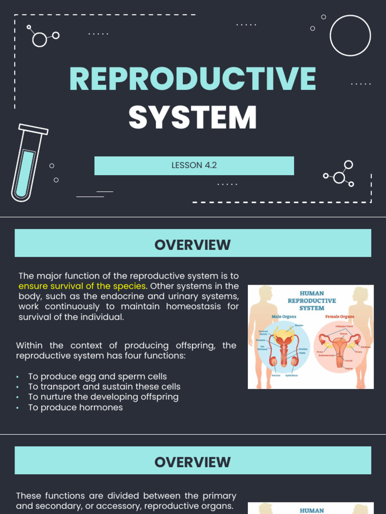 Reproductive System | PDF | Menstrual Cycle | Uterus