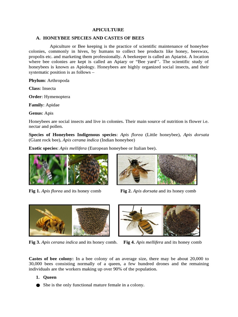 Apiculture 1 | PDF | Honey Bee | Beehive
