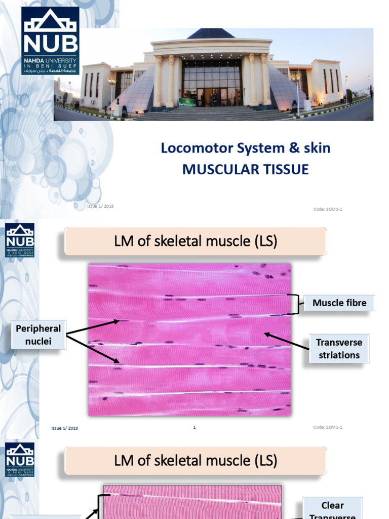 Lab 3, Muscle | PDF