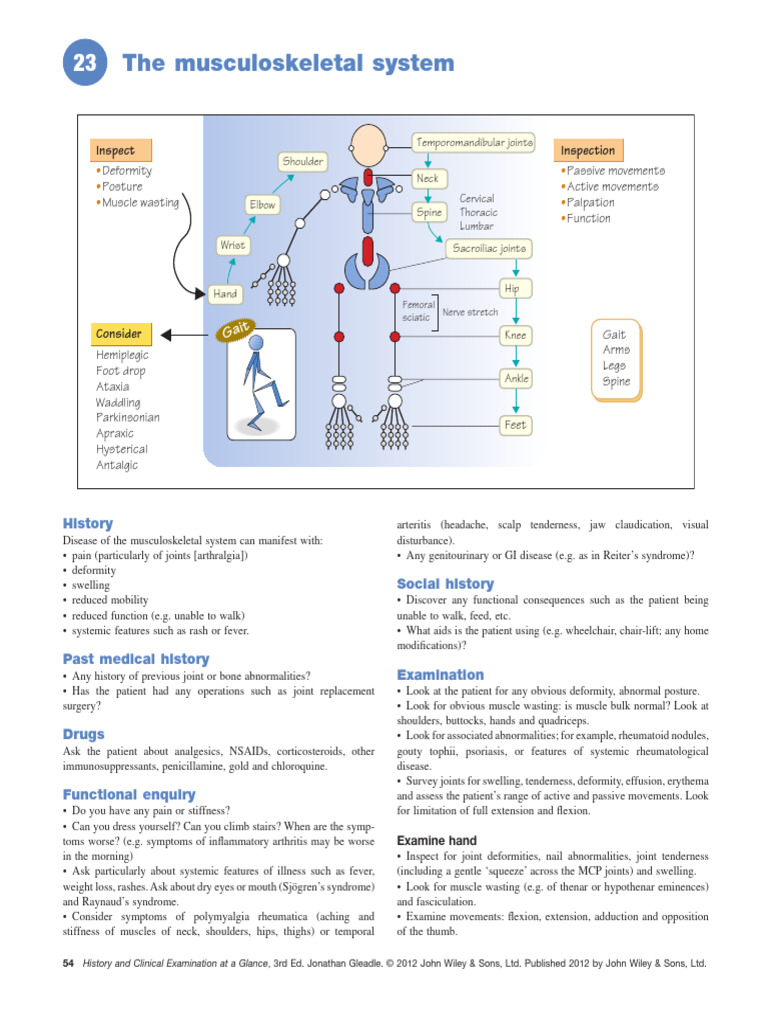 The Musculoskeletal System | PDF | Anatomical Terms Of Motion | Hip