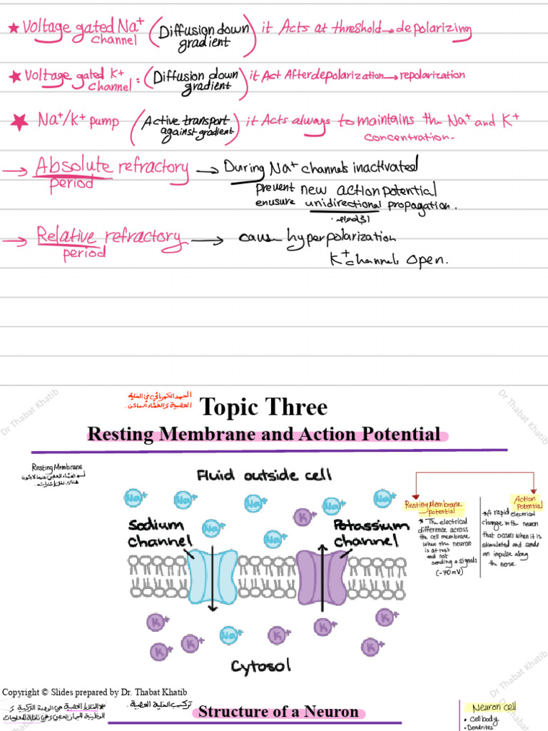 Topic 4 - Molecular Mechanisms of Skeletal Muscle Contraction - n4V ...