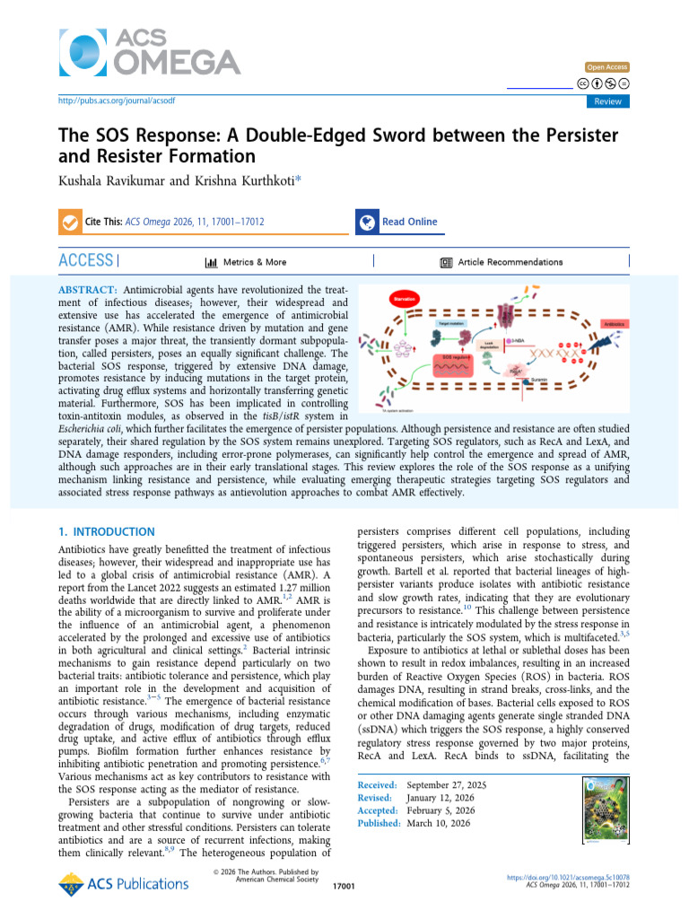 The Sos Response A Double Edged Sword Between The Persister and ...