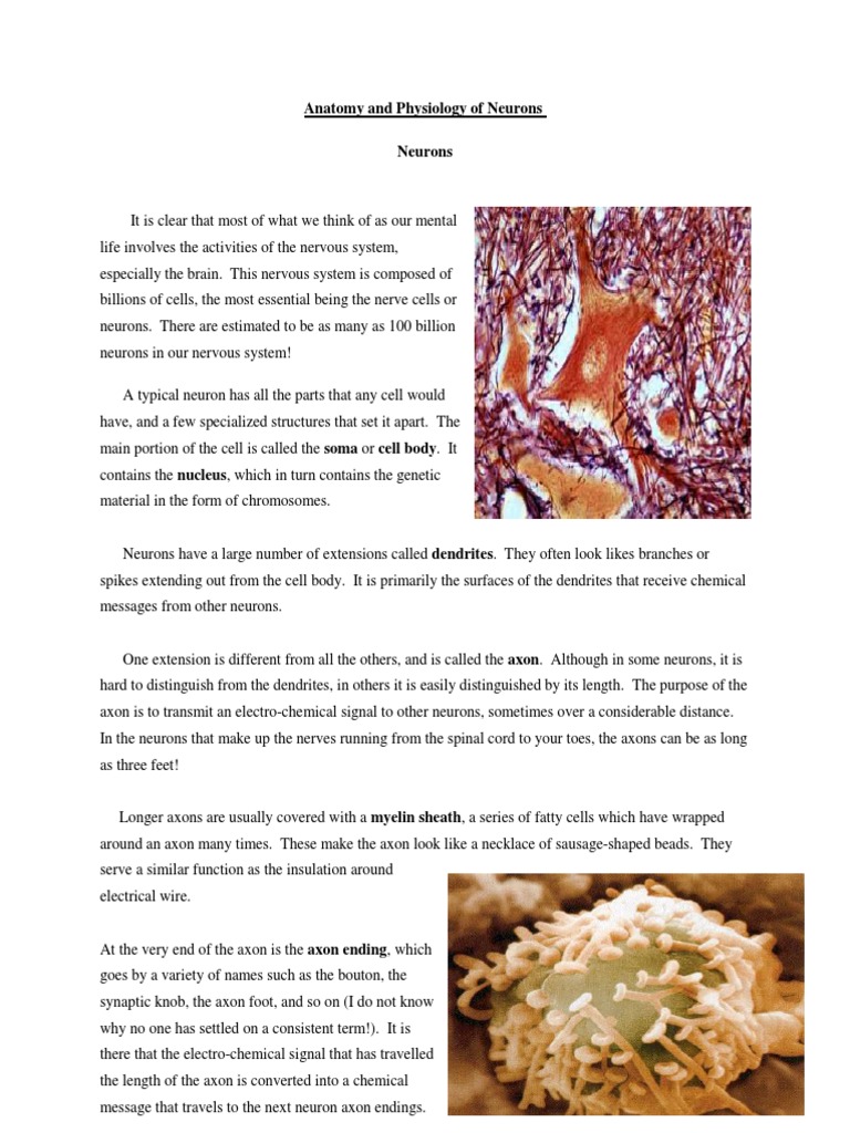 Anatomy and Physiology of Neurons | PDF | Neuron | Axon