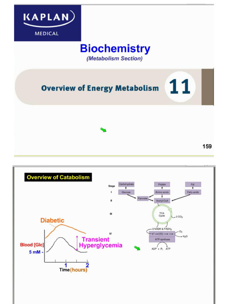 Glucose Metabolism | PDF