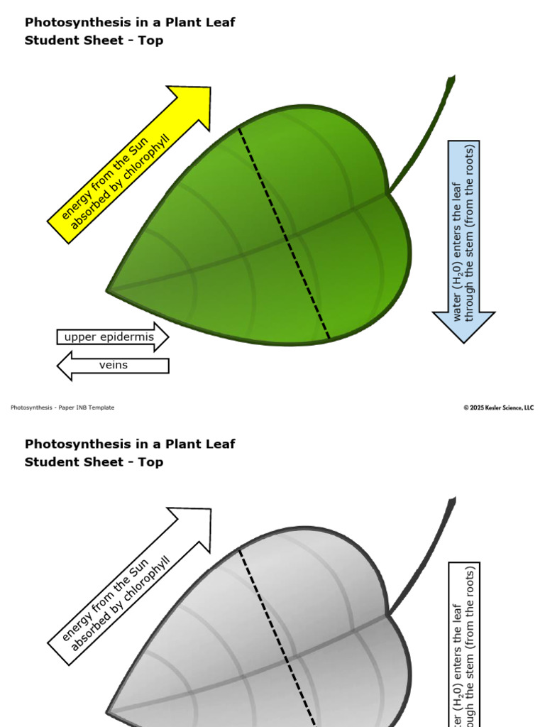 Extracted From FREEPhotosynthesisPaperINB3DLeafModelColorandBW-1 | PDF