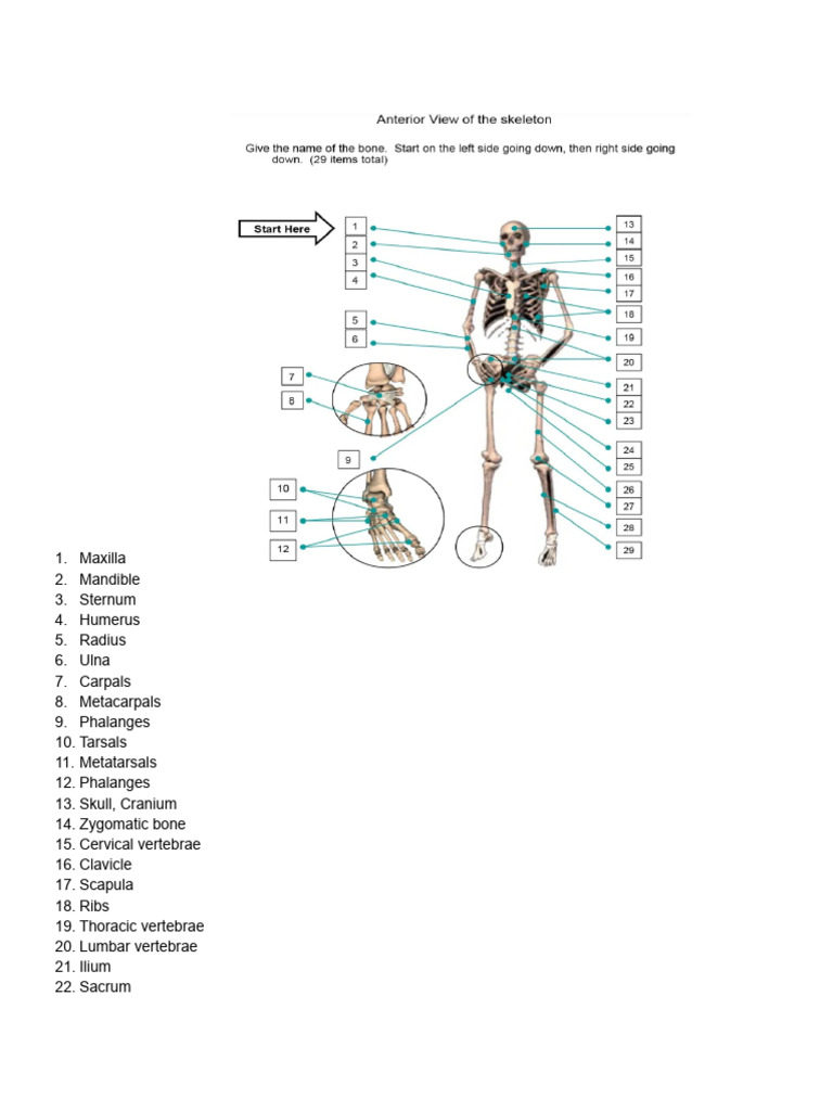 Reviewer Musculoskeletal Anatomy Labelling | PDF