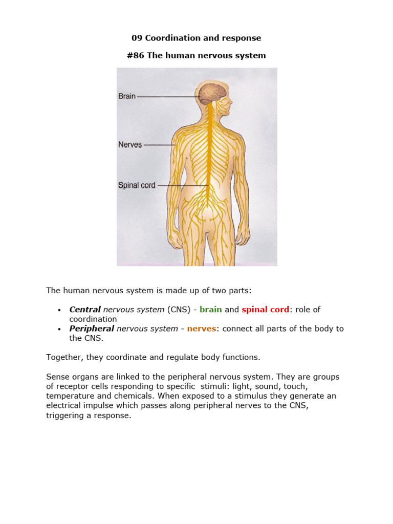 09 Coordination Biology Notes IGCSE 2014 | PDF | Neuron | Nervous System