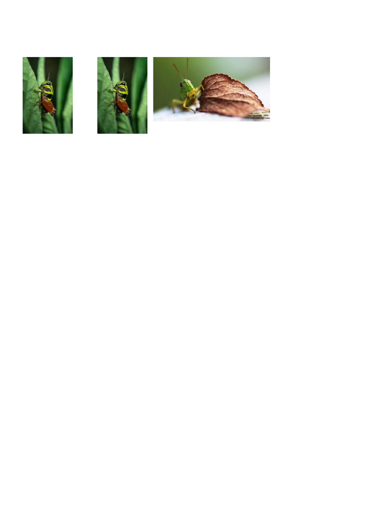 Grasshopper | PDF