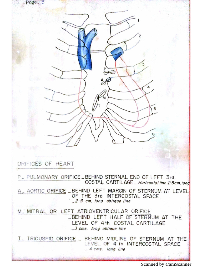 Anatomy Surface Markings | PDF