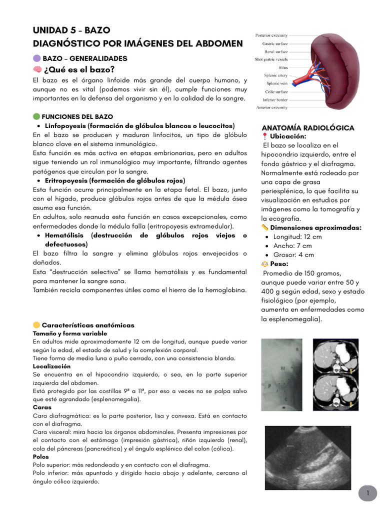 Unidad 5 | PDF | Bazo | Glóbulo rojo