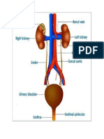 Urinary System