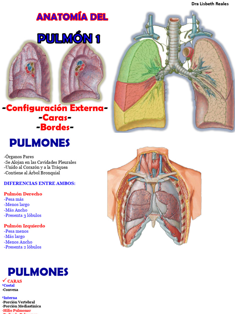 Pulmon 1 Ajustado | PDF