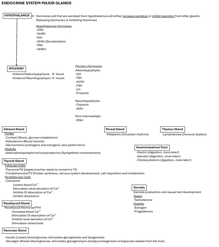 Endocrine System Handout-1 | PDF | Endocrine System | Glands