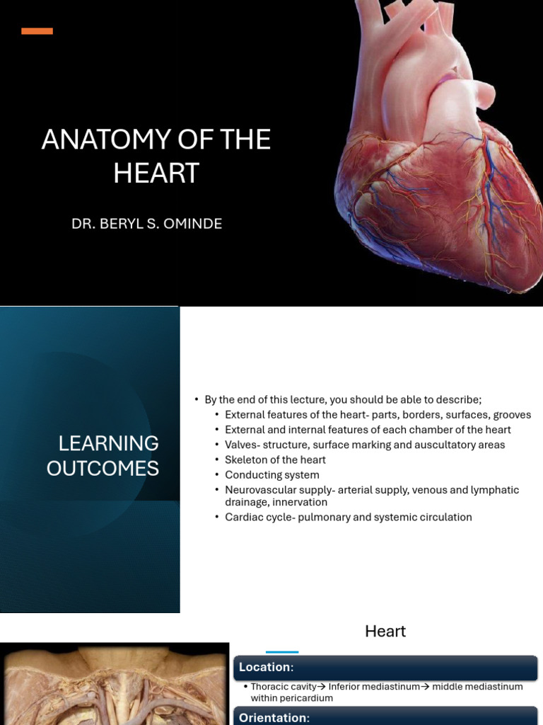 Heart 013104 | PDF | Heart Valve | Coronary Circulation