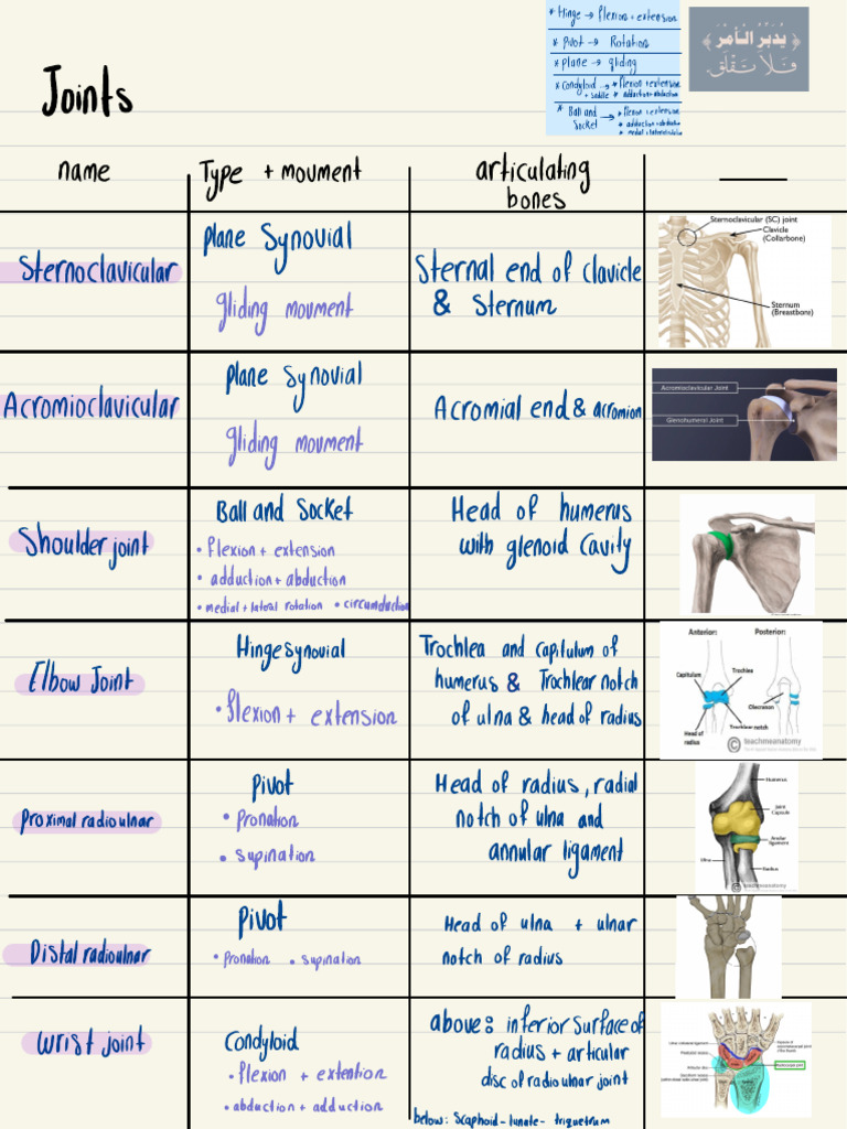 All Joints | PDF | Anatomical Terms Of Motion | Joints