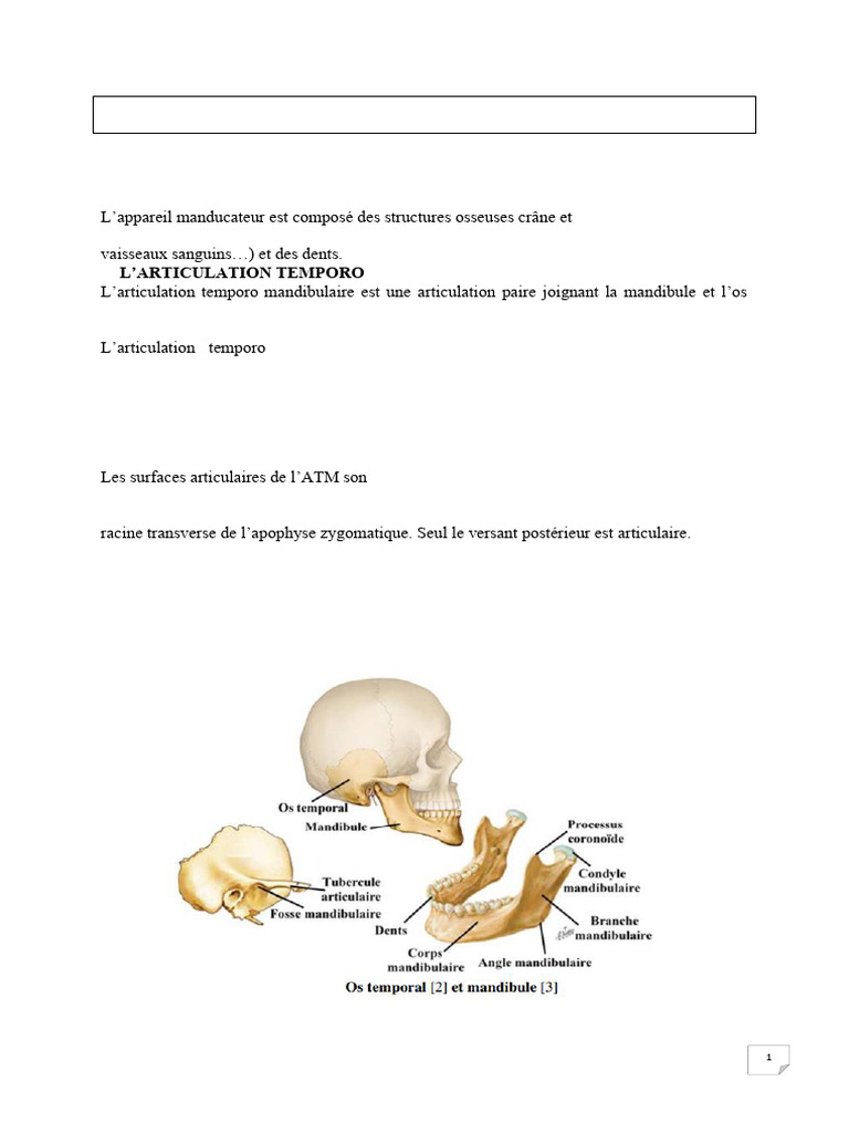 04-Appareil Manducateur Et Rachis Cervical | PDF | Vertèbre | Système ...