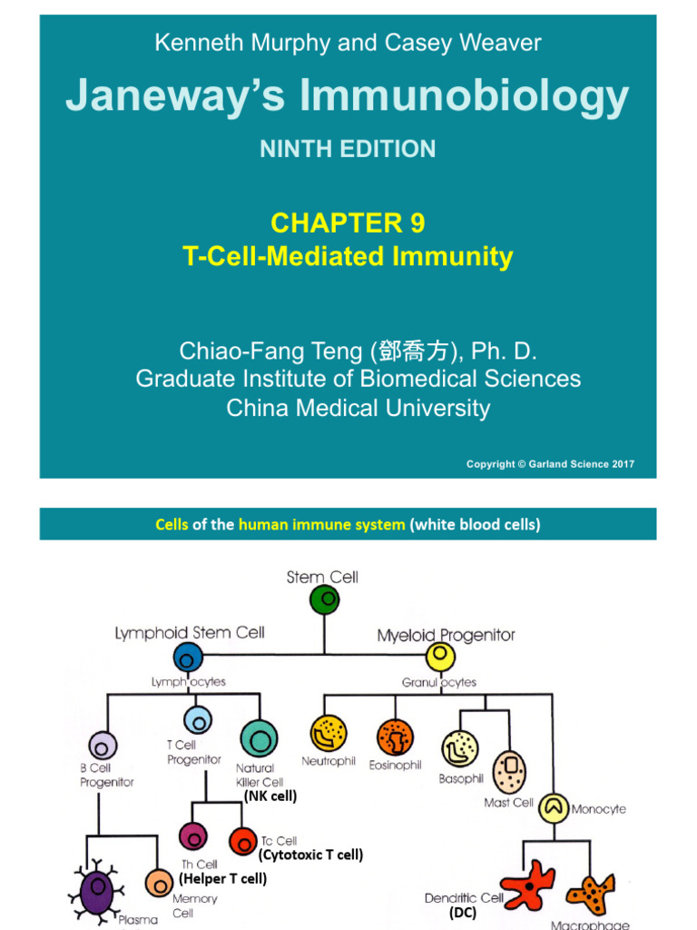 T Cell Mediated Immunity | PDF | T Cell | T Helper Cell