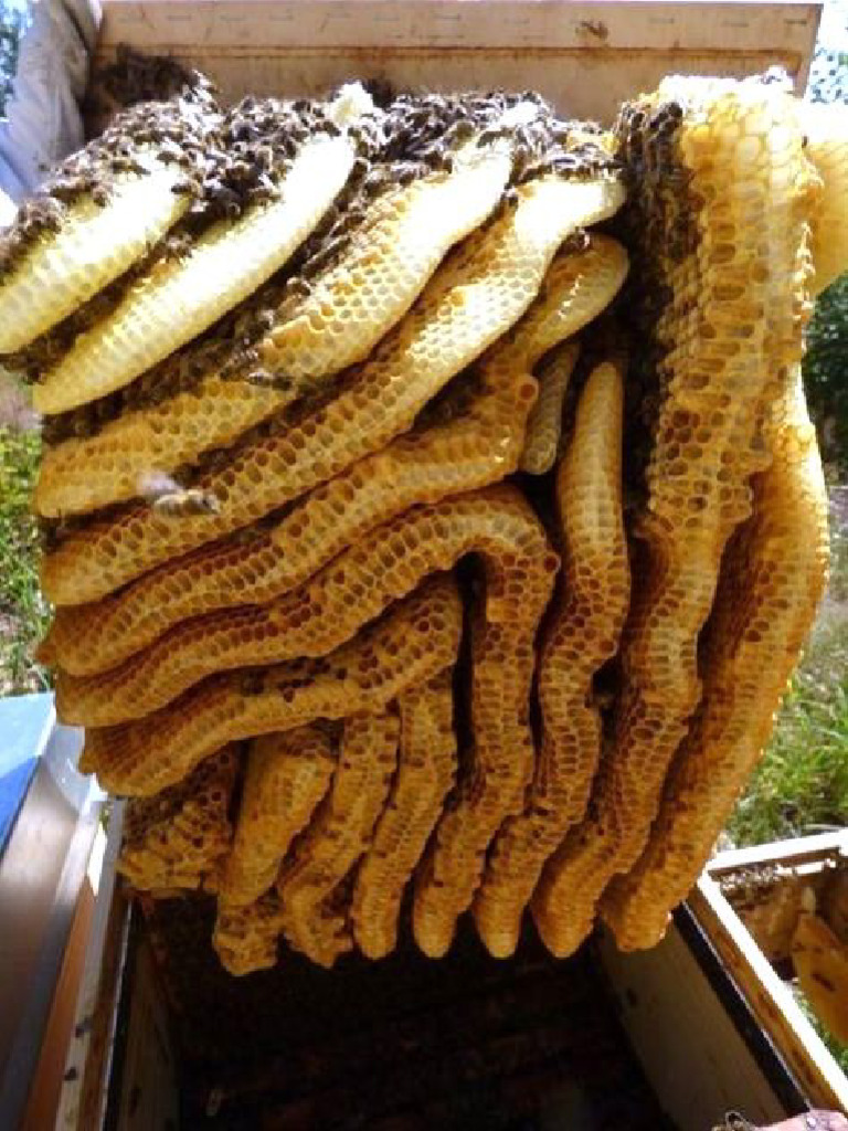 Bees | PDF