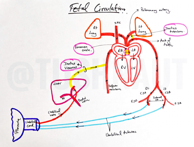 Fetal Circulation Diagram | PDF